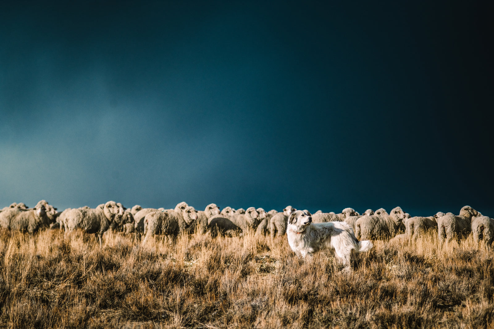 Shearing Merino Wool Sheep - Duckworth