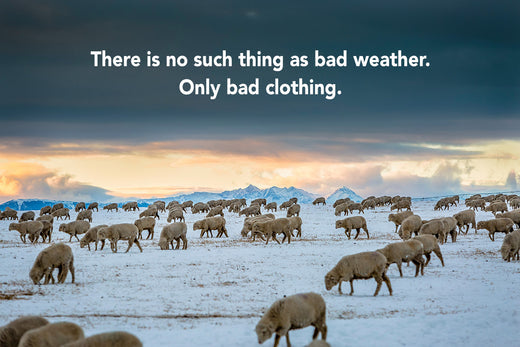 Sheep on the winter range.