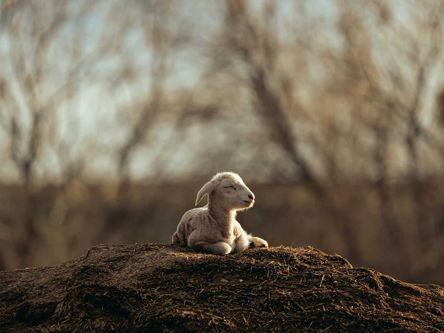 a lamb resting on a dirt pile