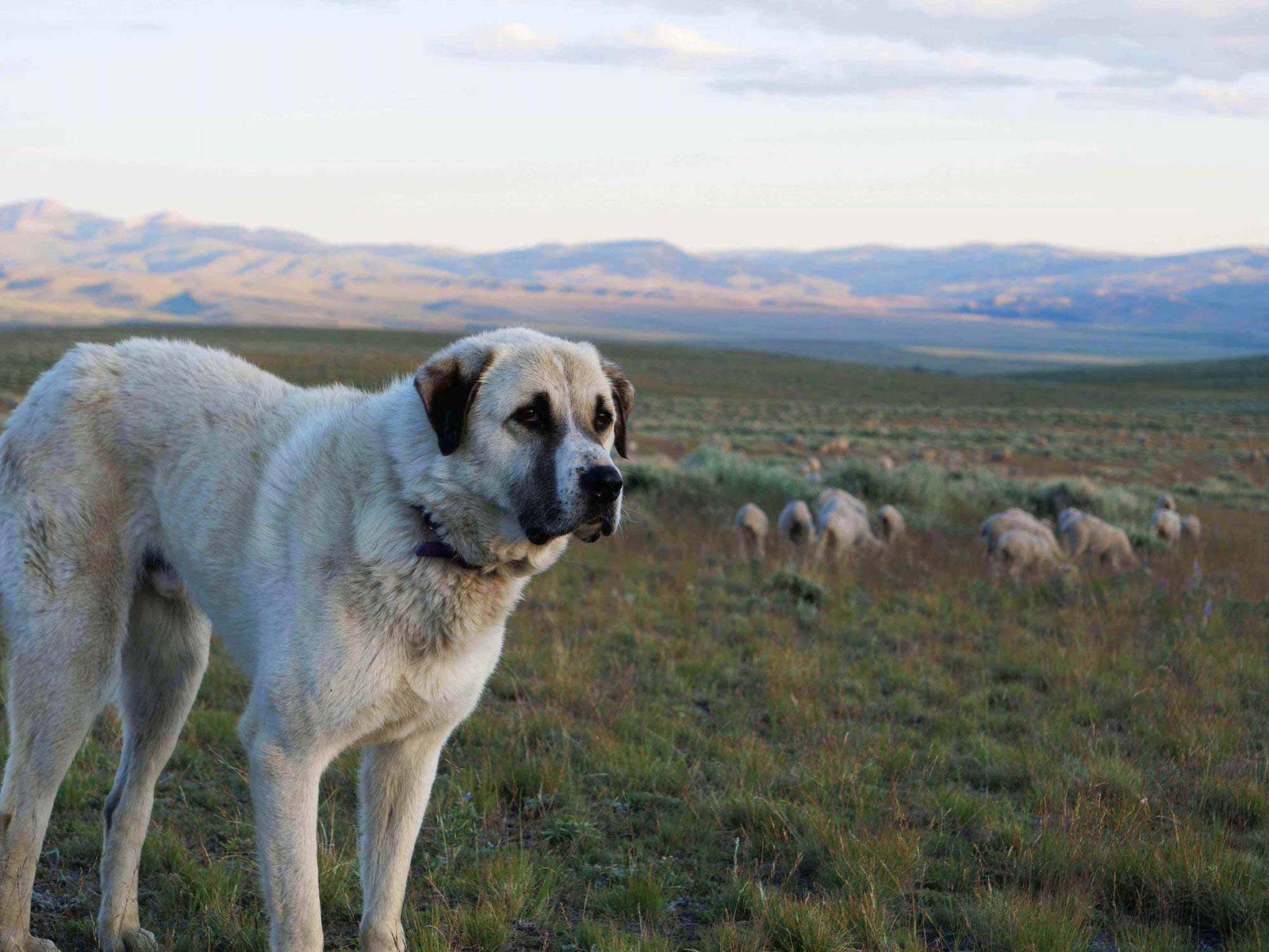 Livestock guard clearance dogs breeds