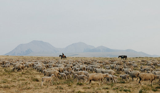 A sheep and Montana ranchers near the mountains.