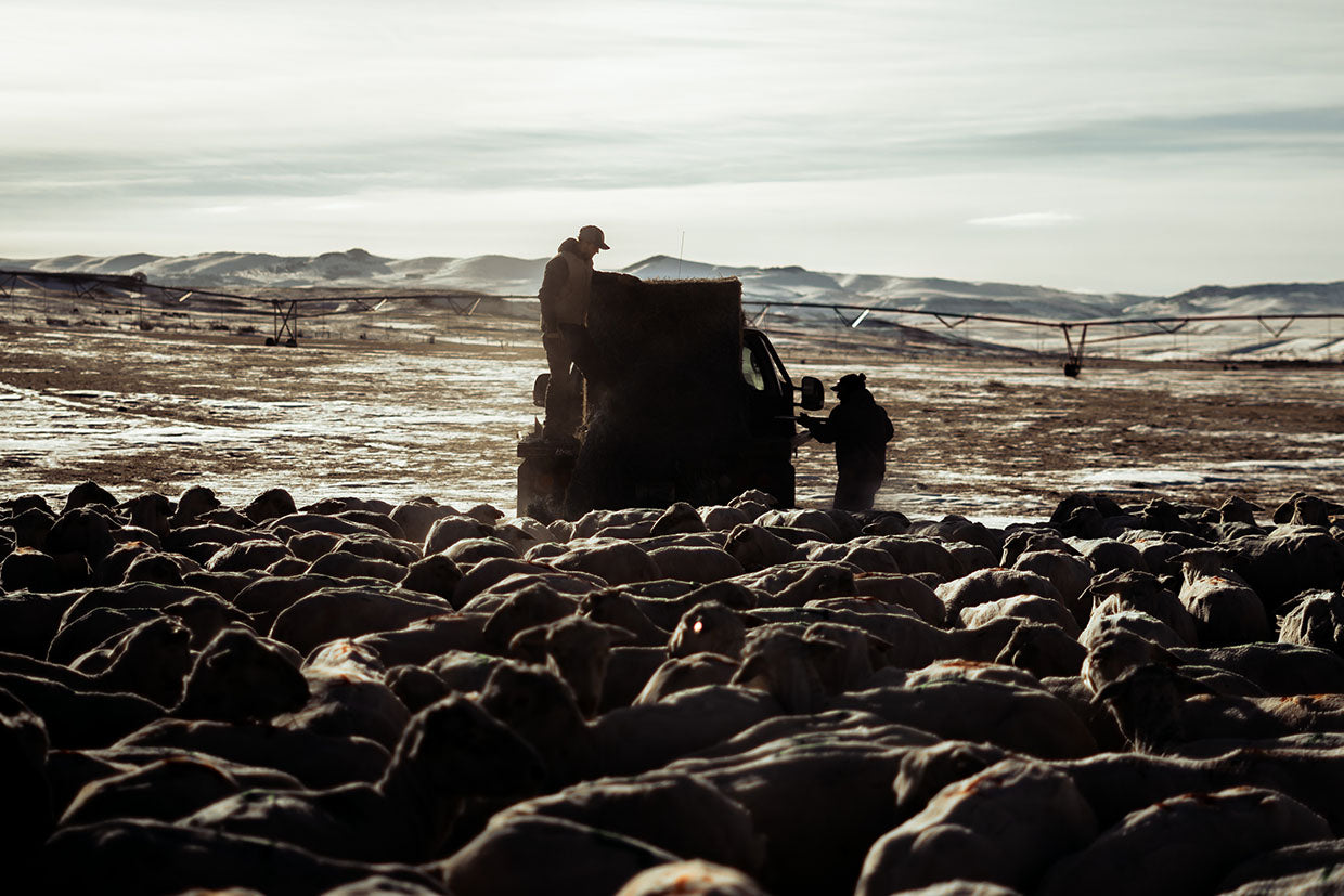 Ranchers in Montana with a band of sheep.