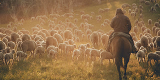 A Montana rancher herding sheep.