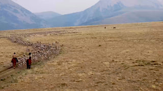 Ranchers herding sheep through the mountains of Montana.