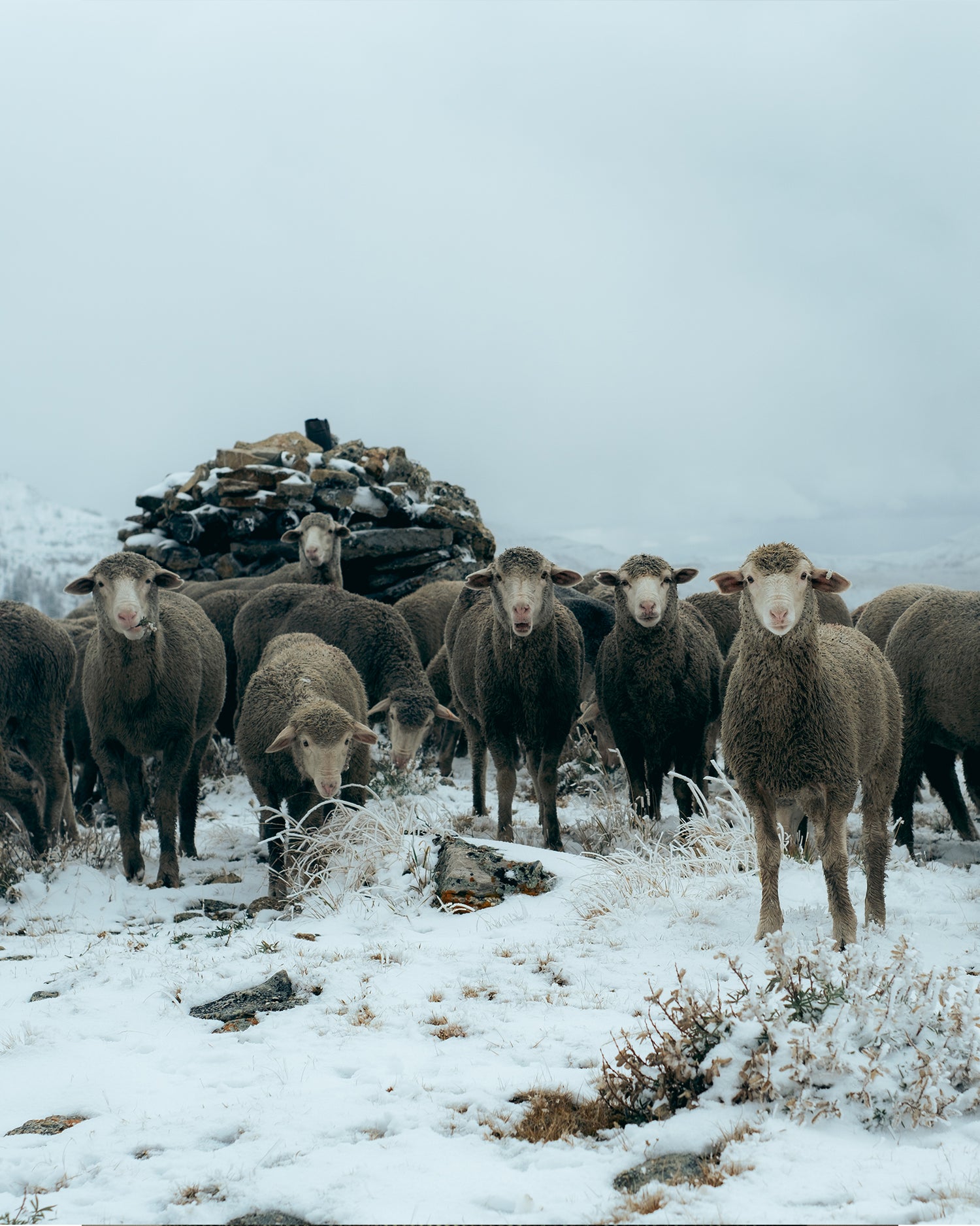 A herd of sheep in Montana.