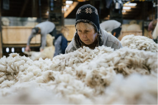 Merino Wool 101