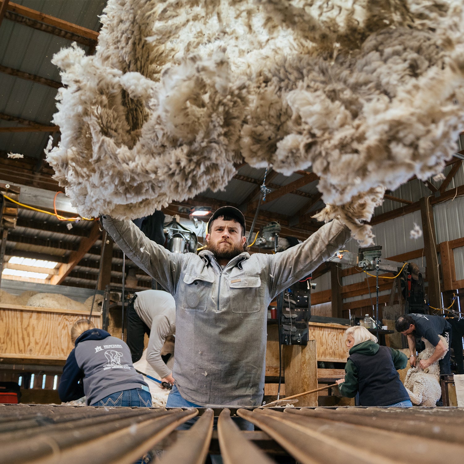 A man with a freshly sheared merino wool fleece.