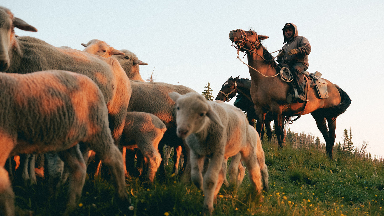 A real rancher herding sheep on a horse.