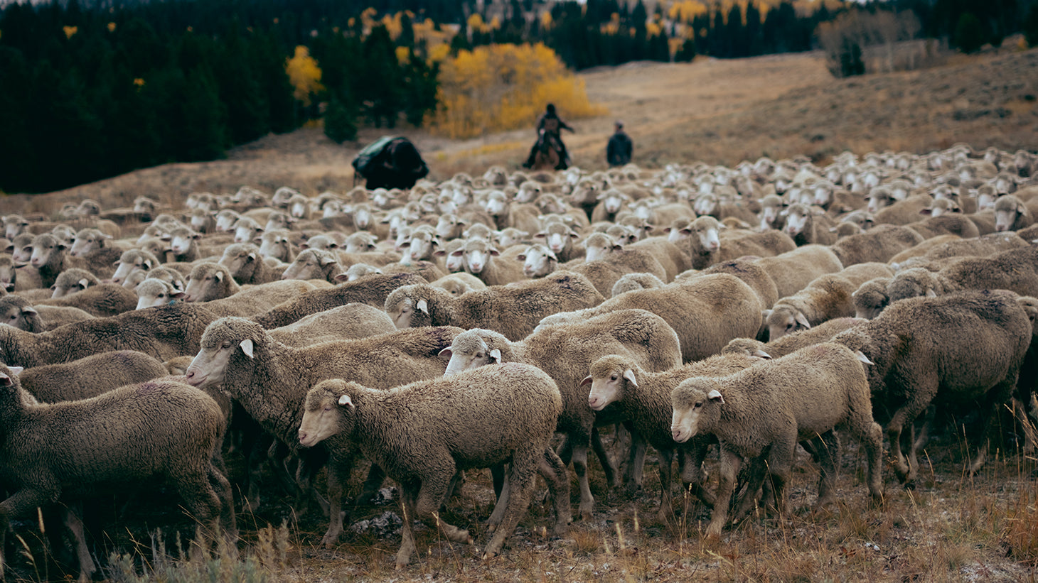 A herd of Montana sheep.