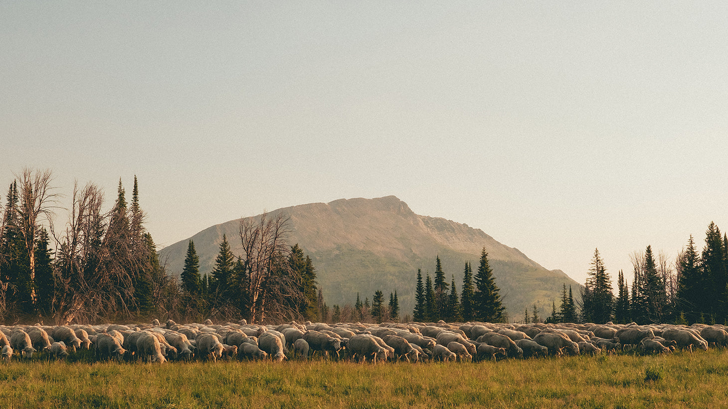 Montana merino sheep in a field.