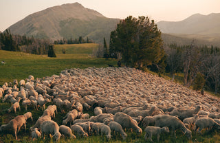 A band of merino wool sheep in the mountains of Montana.